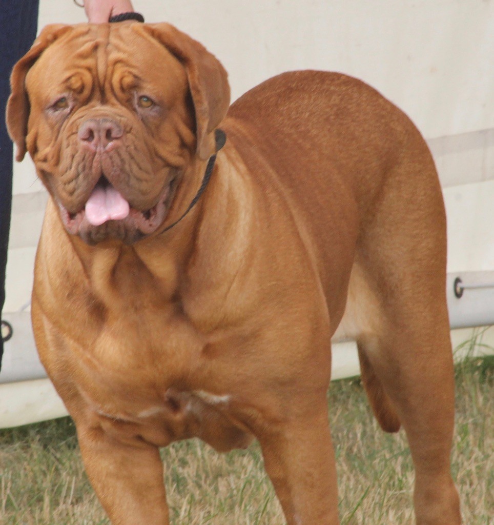 Miss world Dogue Force One