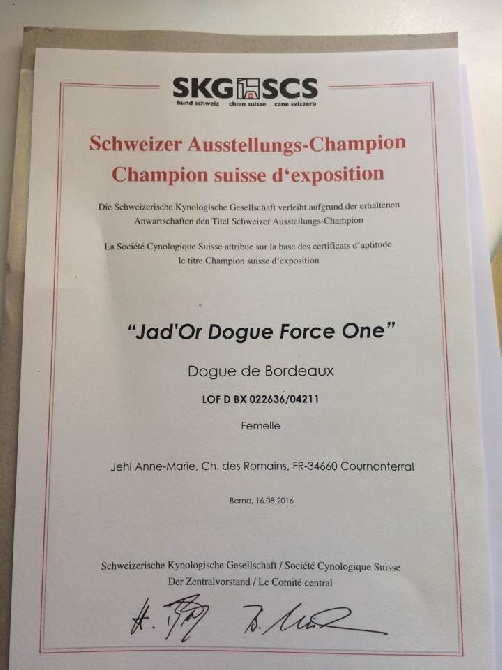 De l'Empire d'Idefix - Jad'or Dogue Force One 20 mois Championne Suisse d'expositions