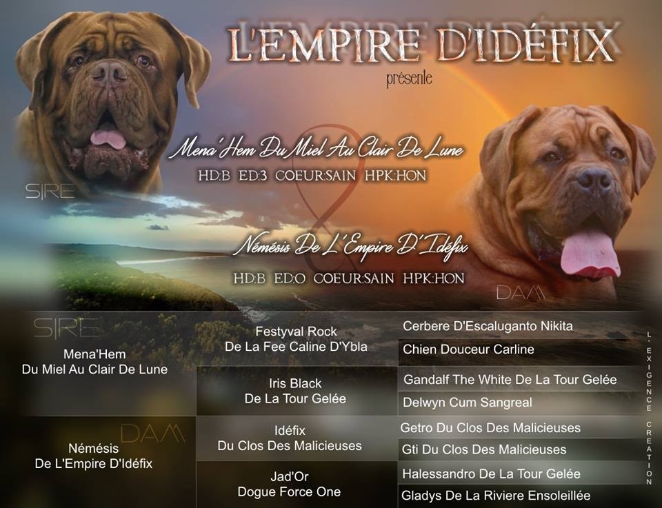 chiot Dogue de Bordeaux De l'Empire d'Idefix