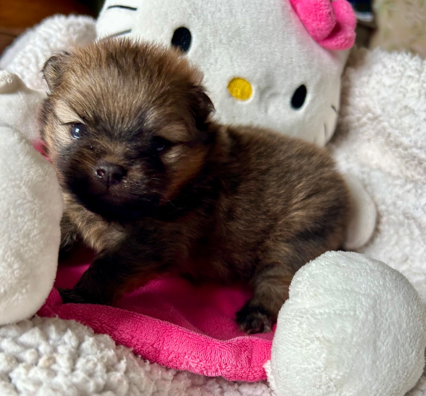 De l'Empire d'Idefix - Chiots disponibles - Spitz allemand